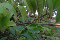 Xantolis tomentosa